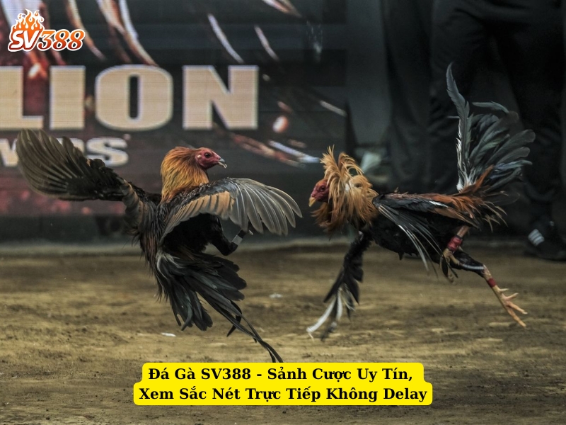 đá gà sv388 sảnh cược uy tín, xem sắc nét trực tiếp không delay